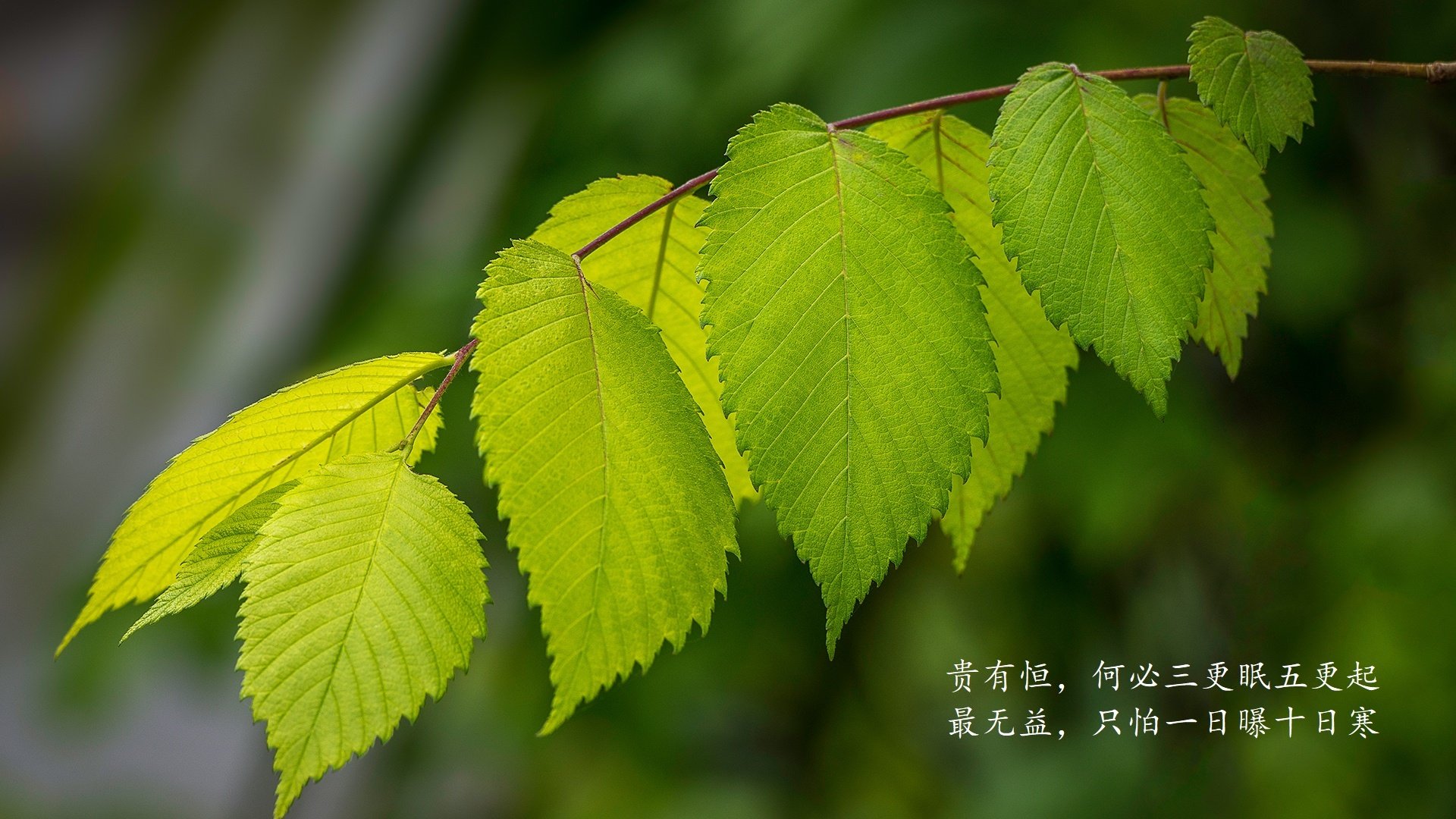 _天幕飞行表演：天空中的运动盛会_，天幕流动是干什么的
