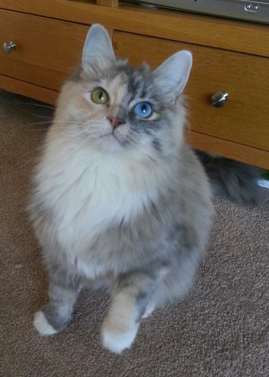 开云网页版-王者荣耀战队GK成为首支通过ISO体育资质认证的电竞队伍，王者荣耀ksg战队百度百科