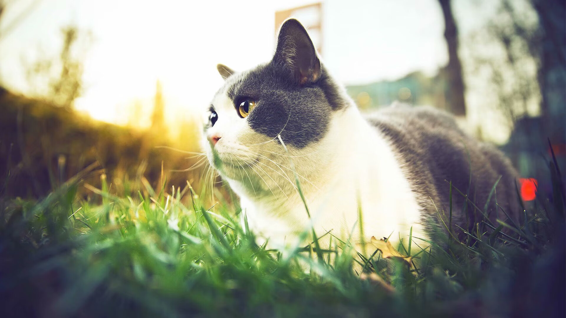 纽瓦斯特将军助力佛罗伦萨大胜对手,纽伦瓦尔