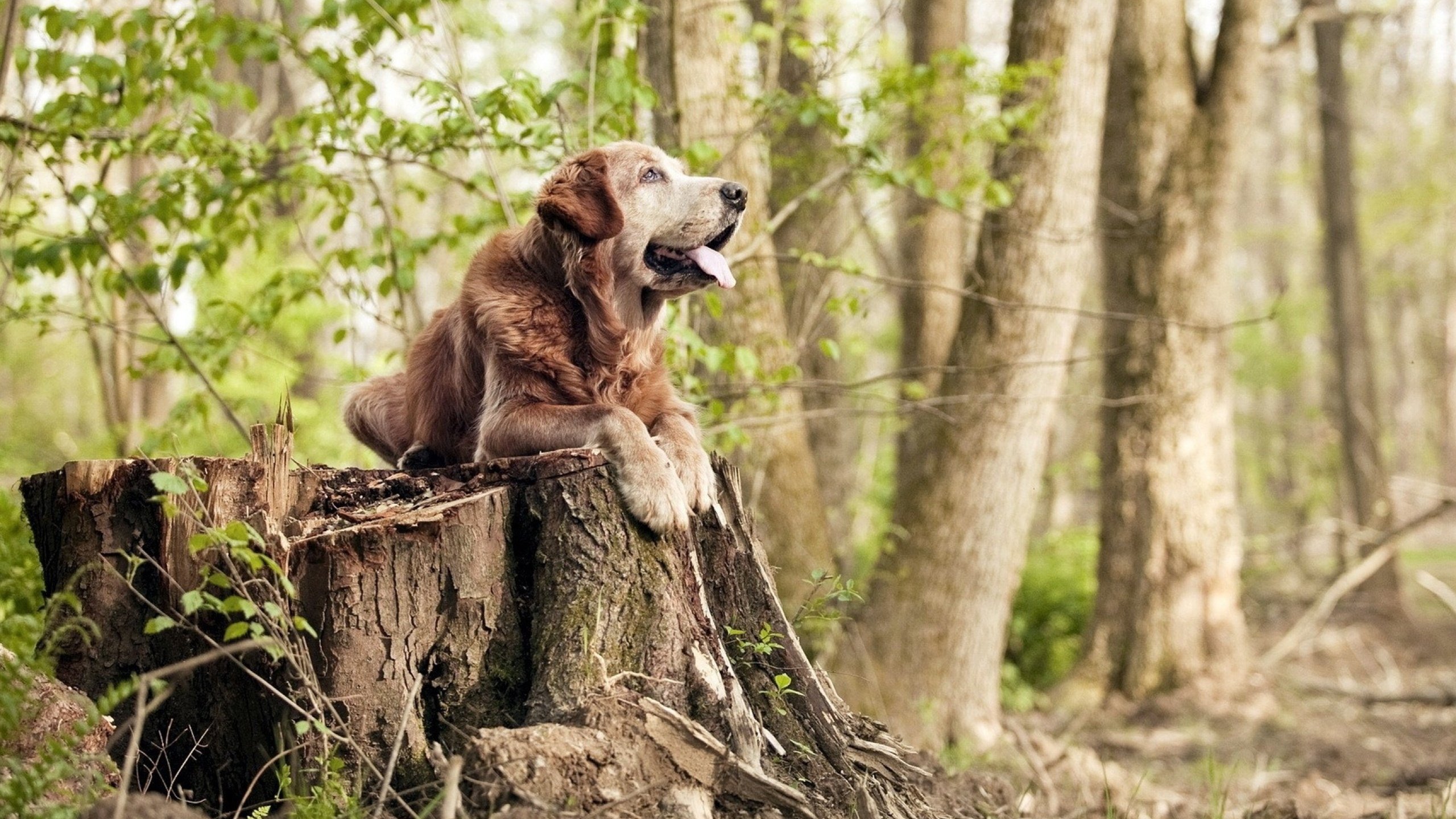 kaiyun 开云体育-奥康纳成为袋鼠队的中场支柱，稳定发挥帮助全队，奥世康袋鼠精
